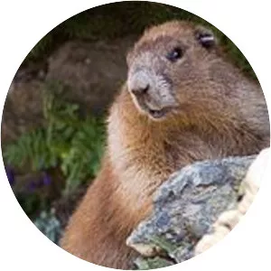 Olympic marmot