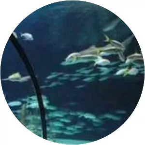 Omaha's Henry Doorly Zoo and Aquarium