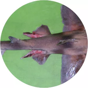 Oman bullhead shark