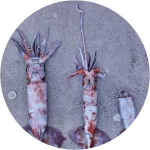 Ommastrephes - Animal