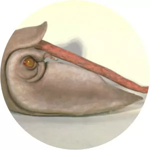 Omo Bouri photograph