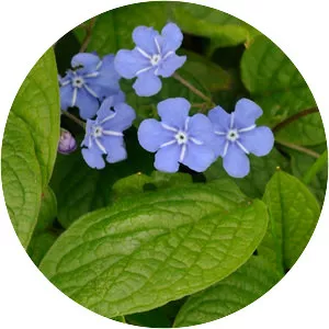 Omphalodes