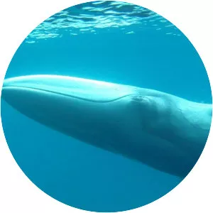 Omura's whale