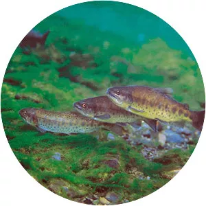 Oncorhynchus masou formosanus