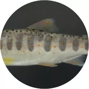 Oncorhynchus masou - Fish