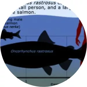 Oncorhynchus rastrosus