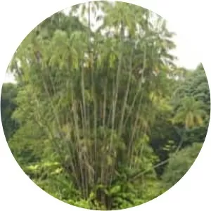 Oncosperma tigillarium