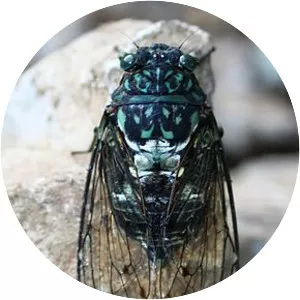 Oncotympana maculaticollis