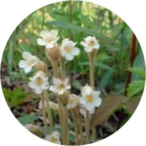 One flowered broomrape - Plants