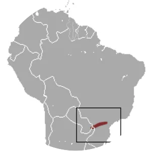 One-striped opossum - Animal