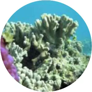 One Tree Island - Cay in Australia