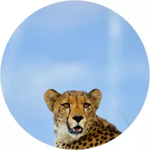 One Wild DaySince 2018