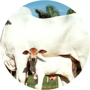 Ongole cattle - Cattle breed