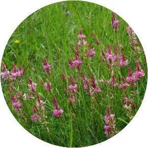 Onobrychis viciifolia