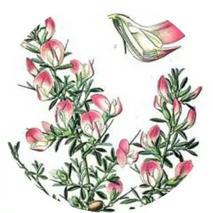 Ononis spinosa - Plants