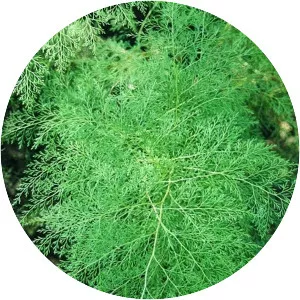 Onychium japonicum - Plants