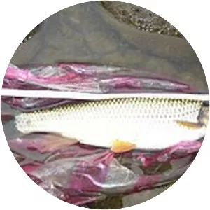 Onychostoma barbatulum - 