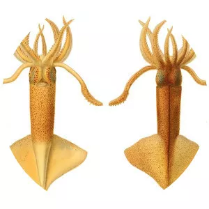 Onychoteuthis banksii
