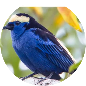 Opal-crowned tanager