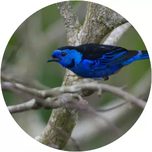Opal-rumped tanager