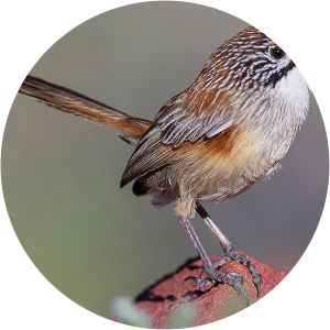 Opalton grasswren - 