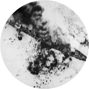 Operation Praying Mantis