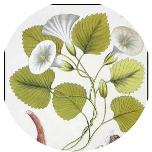 Operculina turpethum