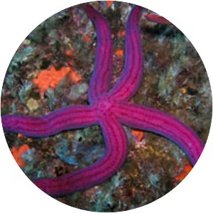 Ophidiaster ophidianus - 