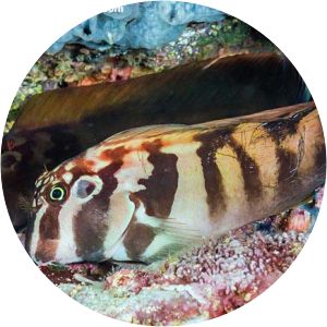 Ophioblennius steindachneri - 