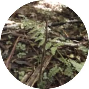 Ophiocordyceps robertsii