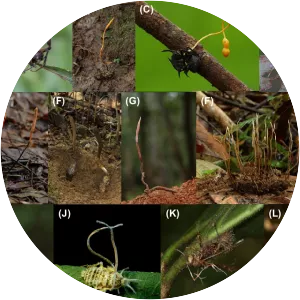 Ophiocordycipitaceae