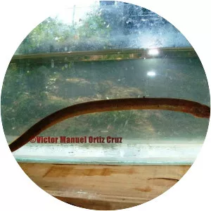 Ophisternon aenigmaticum - 