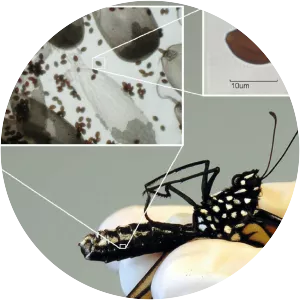 Ophryocystis elektroscirrha