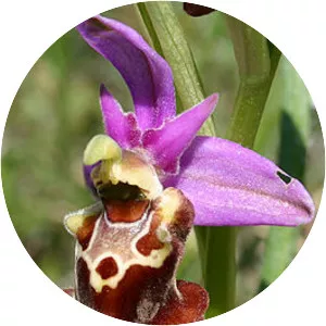Ophrys holoserica subsp. apulica