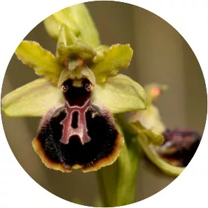Ophrys passionis - 