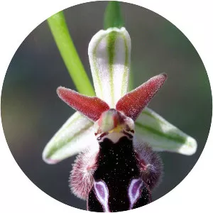 Ophrys reinholdii - Plants