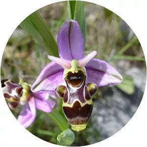Ophrys scolopax - 