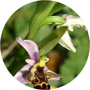 Ophrys scolopax subsp. cornuta