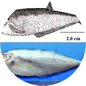 Opisthopterus tardoore - 