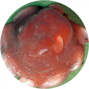 Opisthoteuthis californiana