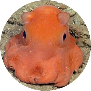 Opisthoteuthis - Animal