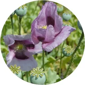 Opium poppy
