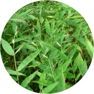 Oplismenus burmannii - 