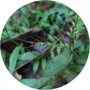 Oplismenus compositus - 