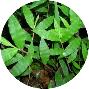 Oplismenus hirtellus - 