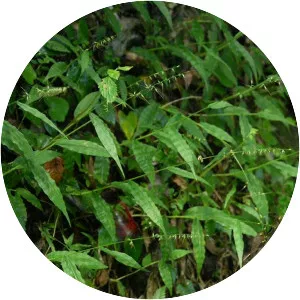 Oplismenus hirtellus subsp. undulatifolius