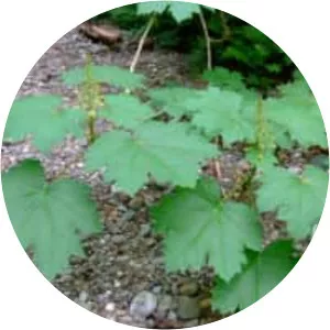 Oplopanax