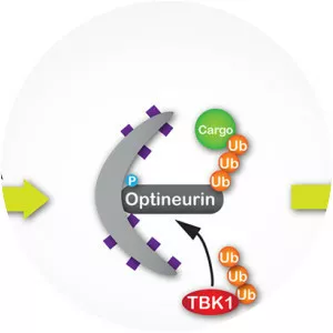 Optineurin - Protein