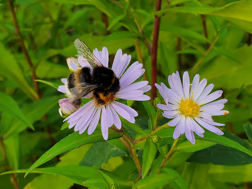 Optommed - Wholesaler in Russia