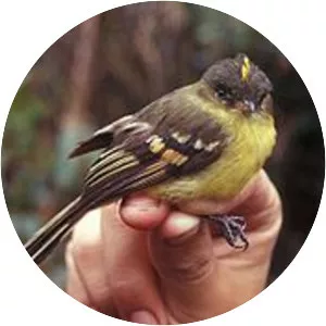 Orange-banded flycatcher